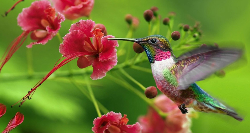 Hummingbird with Flower representing Vata Dosha
