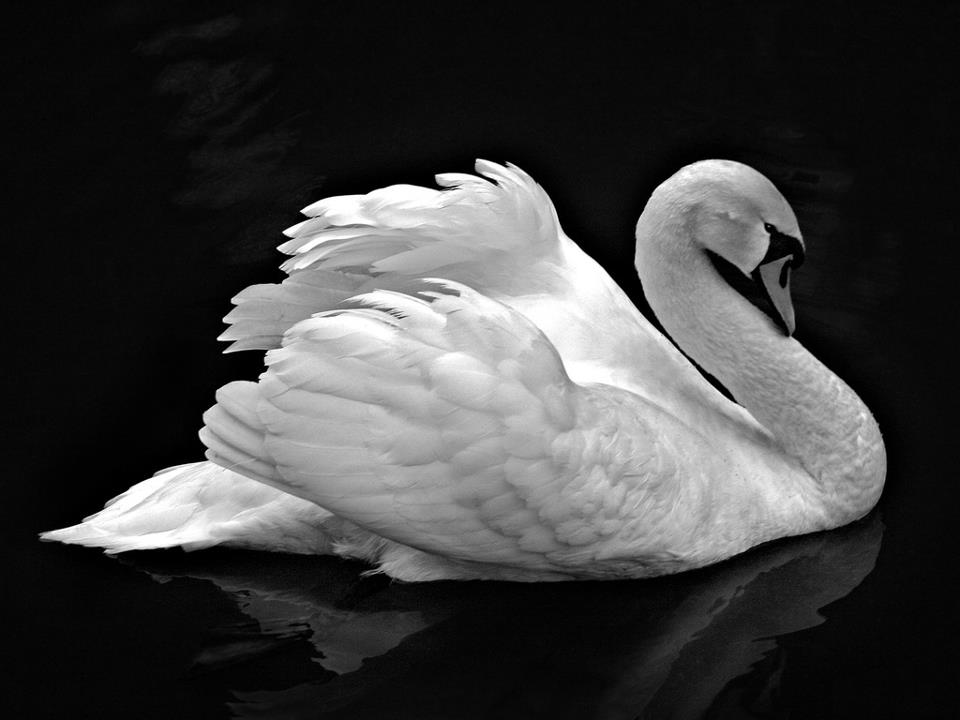 white swan with black background, representing kapha dosha