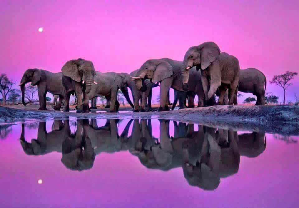 herd of elephants reflected in a still pond with purple skies, representing kapha dosha