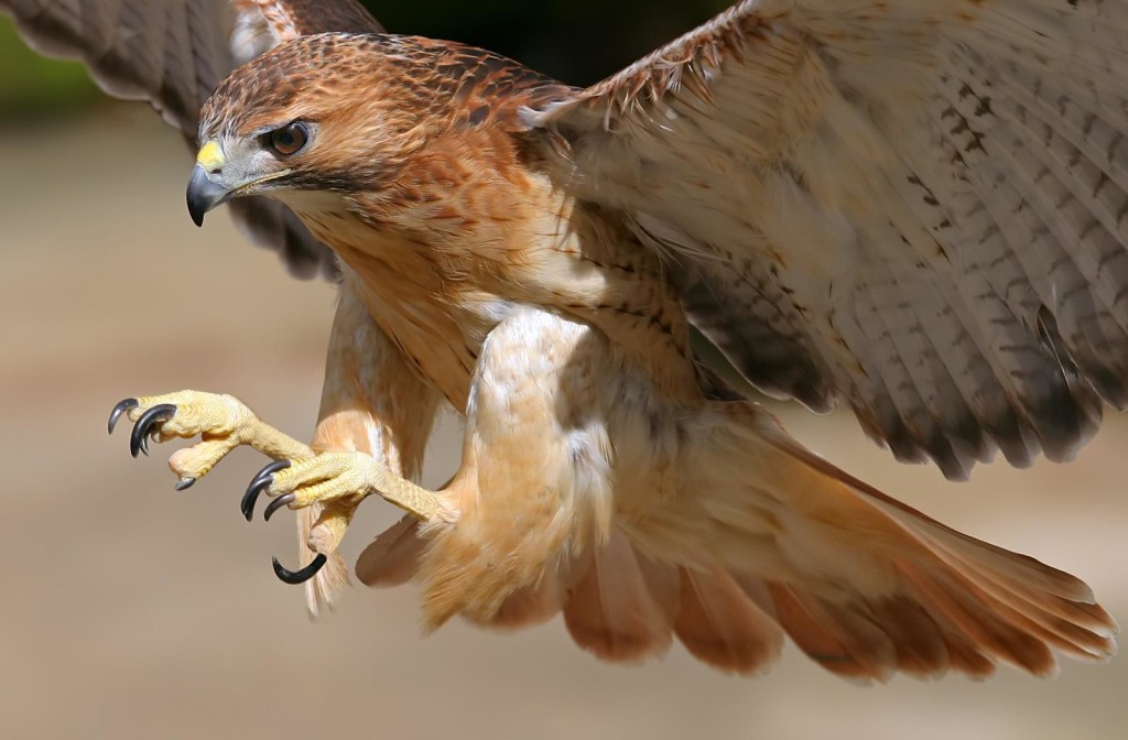Hawk flying with talons out and fierce eyes to represent pitta dosah