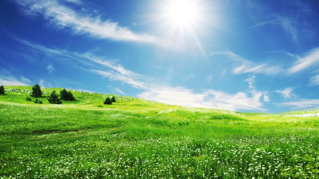 Blue skies and bright sunshine over a fresh grassy meadow with summer wildflowers to represent pitta season. 